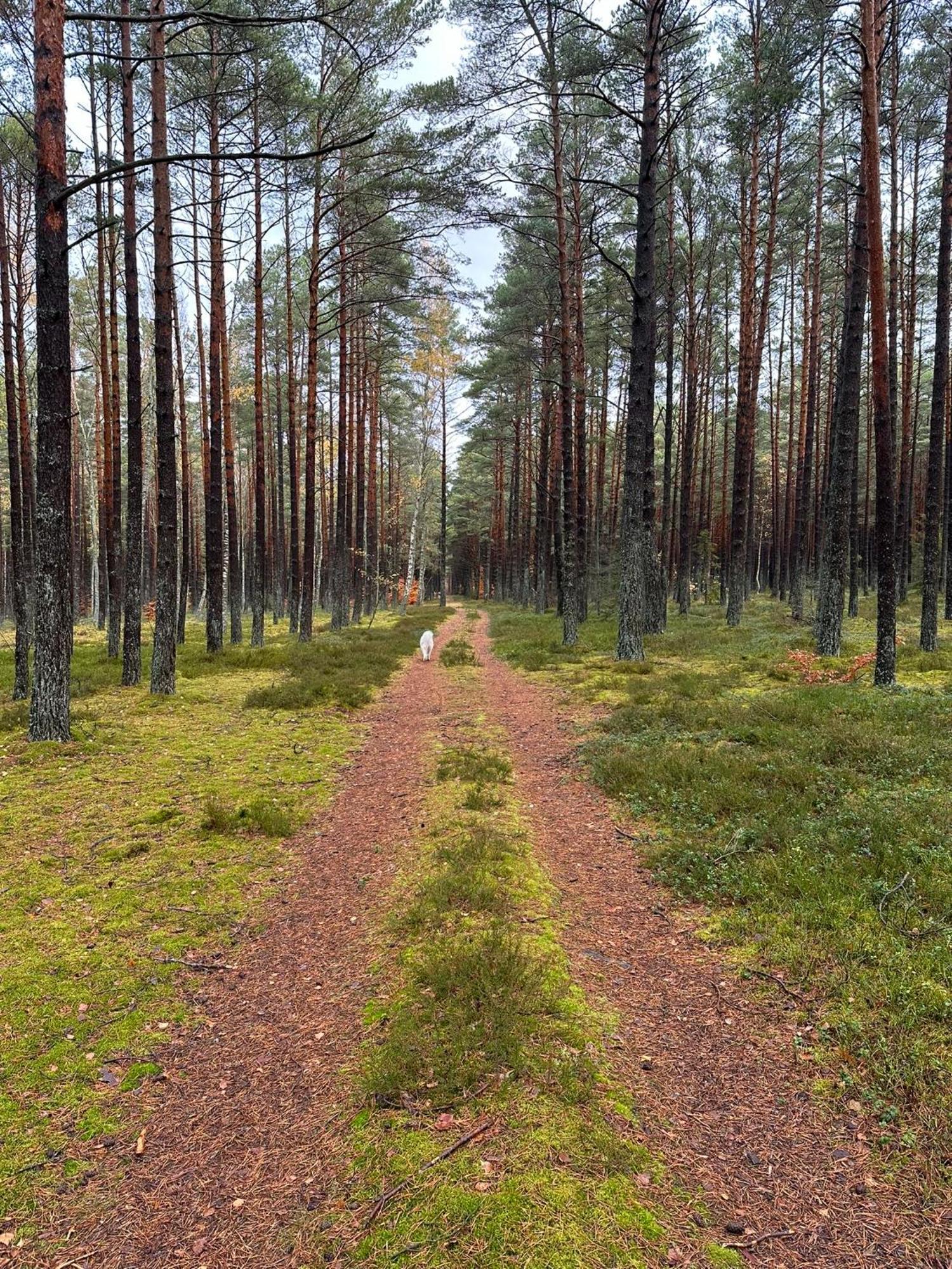 Domki Skandynawskie Kopalino Exteriér fotografie